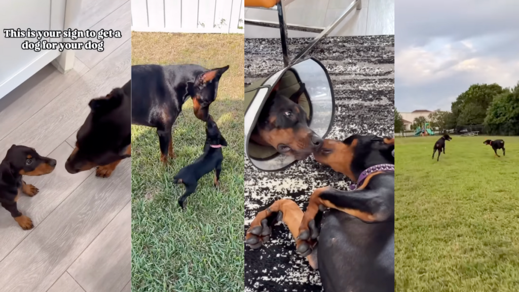 Big dog making friends with new tiny pup.