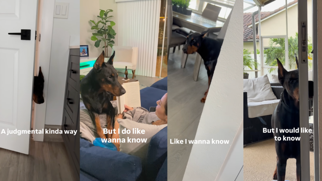 Nosey Doberman Axel.