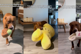 Pit Bull bringing his mom gifts.