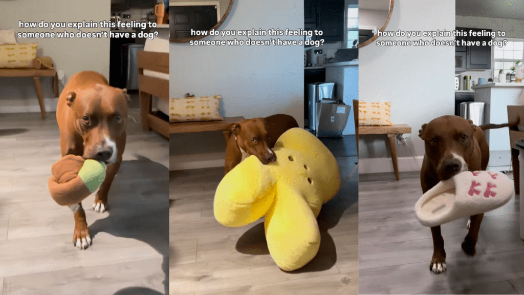 Pit Bull bringing his mom gifts.