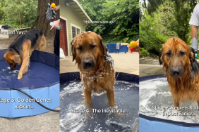 Golden Shepherd bath time video.