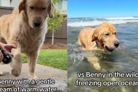 Golden Retriever's different reactions to hose water and ocean water.