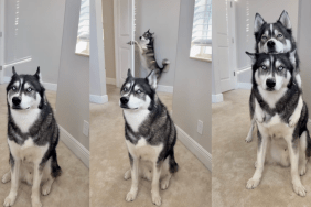 Huskies Blue and Titan posing for a selfie.