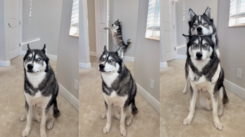 Huskies Blue and Titan posing for a selfie.