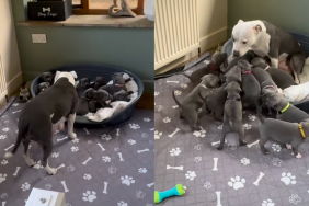 Puppies pile up as soon as mamma dog arrives for a quick feeding session.