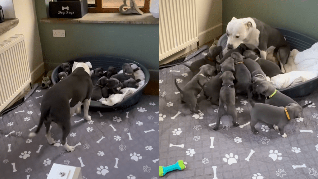 Puppies pile up as soon as mamma dog arrives for a quick feeding session.