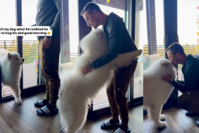 Samoyed hugging his dad.