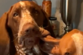 Dog chewing sisters ear