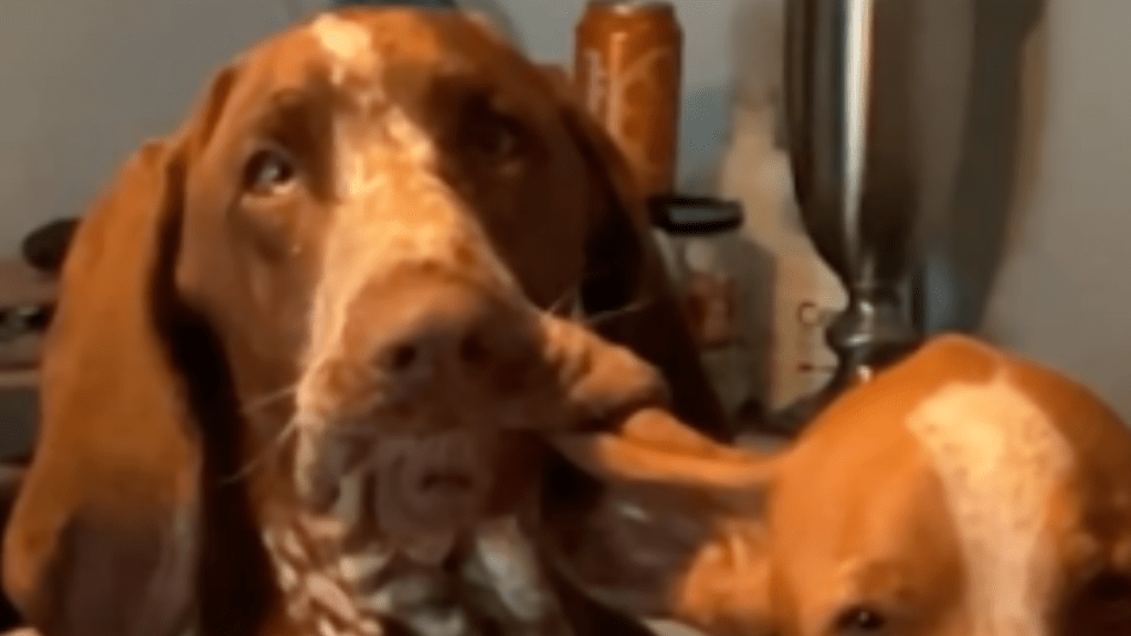 Dog chewing sisters ear