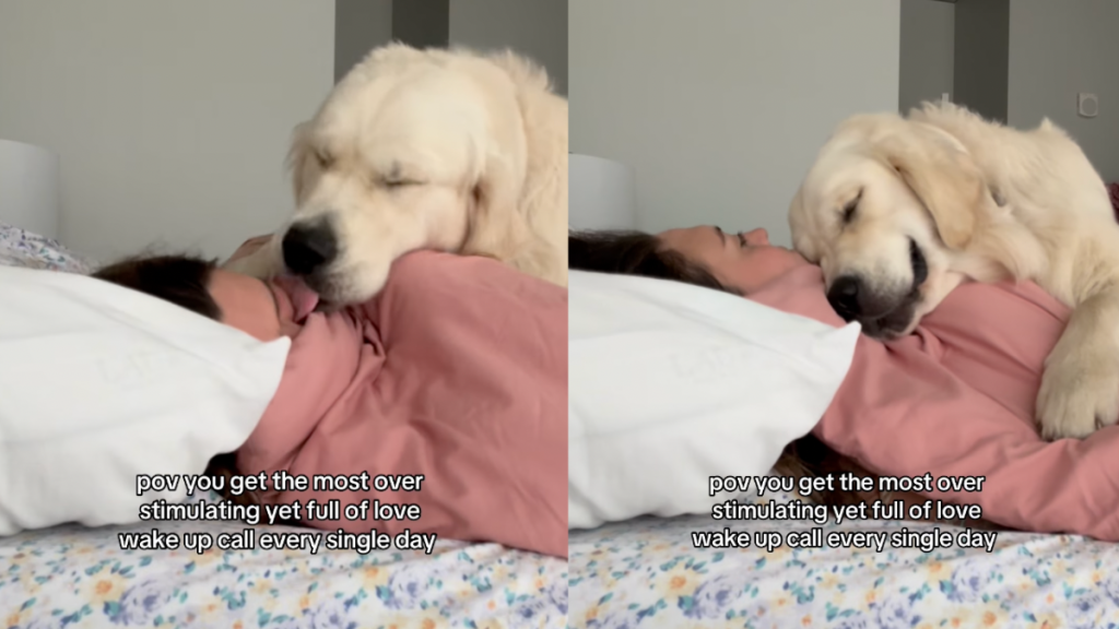 Video: Golden Retriever’s Wake up Call for Owner Is ‘Overstimulating Yet Full of Love'