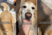 Dog's tail makes strange noise.