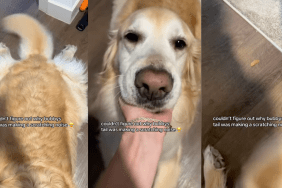 Dog's tail makes strange noise.