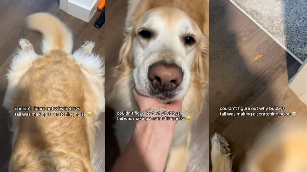 Dog's tail makes strange noise.