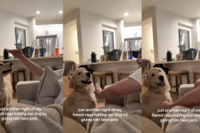 Golden Retriever getting fake pets.