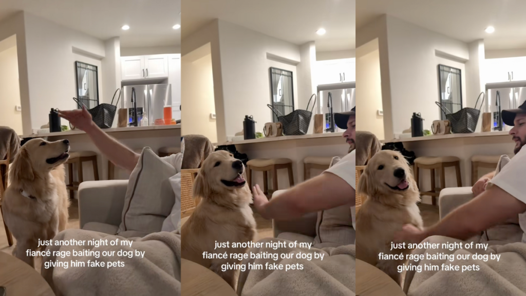 Golden Retriever getting fake pets.