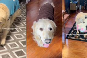 Senior rescue dog, Bruce.