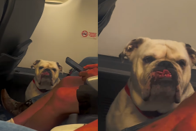 Woman falls in love with a Bulldog in airplane.