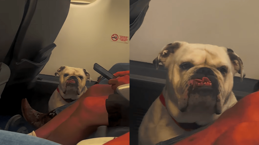 Woman falls in love with a Bulldog in airplane.