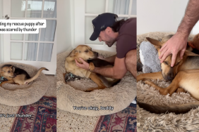 Cactus being comforted by his human.
