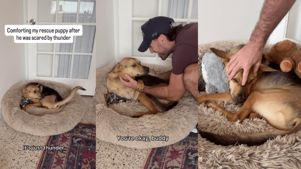 Cactus being comforted by his human.