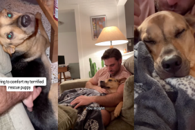 Human comforting his rescue pup.