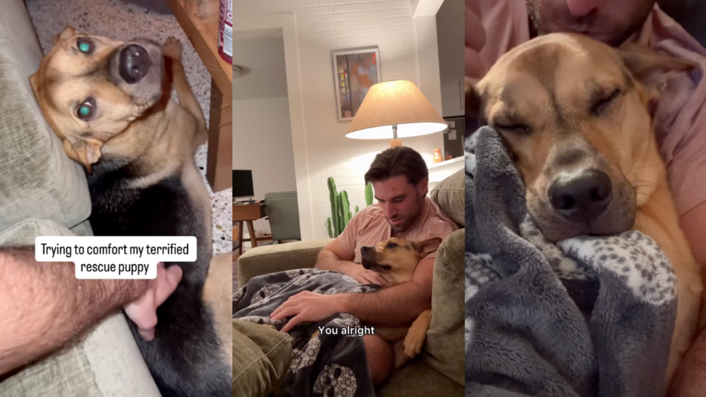 Human comforting his rescue pup.