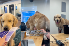 Office Golden Retriever is everyone's 'favorite coworker' in video.