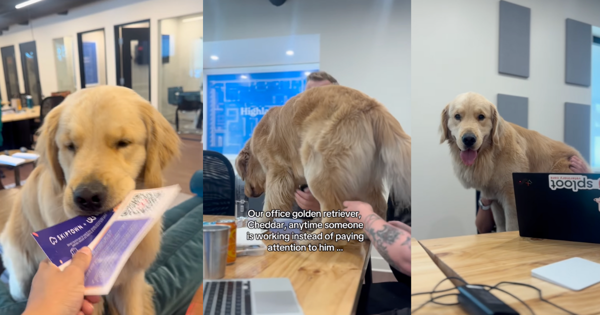 Video: 'Office Golden Retriever' Successfully Distracts Coworkers To Give Him Pets