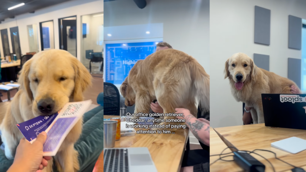 Office Golden Retriever is everyone's 'favorite coworker' in video.