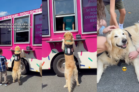 Golden Retriever Chili cuts in line for ice cream.