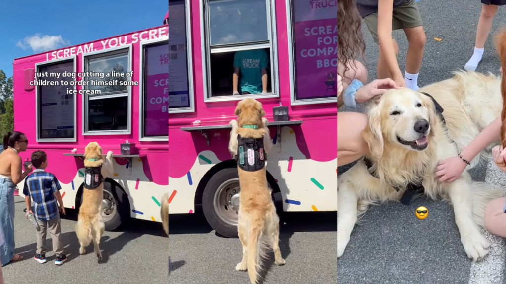 Golden Retriever Chili cuts in line for ice cream.