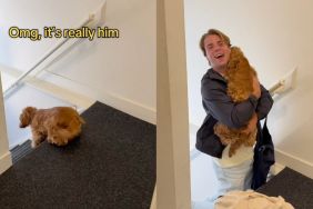 Cocker Spaniel dog welcomes favorite uncle in the cutest way possible