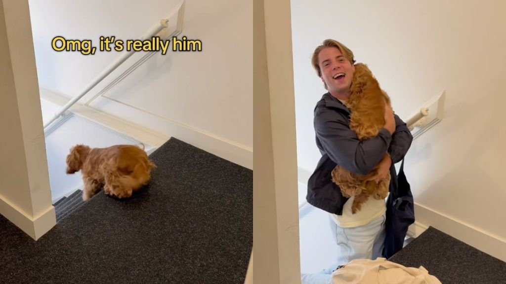 Cocker Spaniel dog welcomes favorite uncle in the cutest way possible