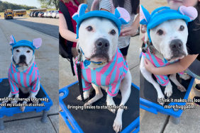 Deaf therapy dog greets students at school.