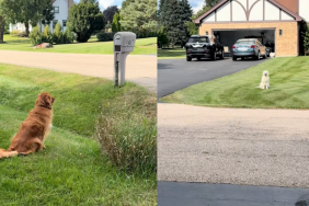 Golden Retriever staring at neighbor's dog.
