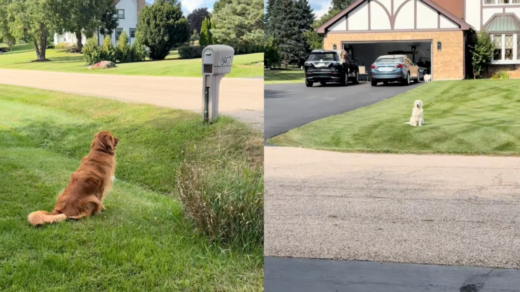 Golden Retriever staring at neighbor's dog.