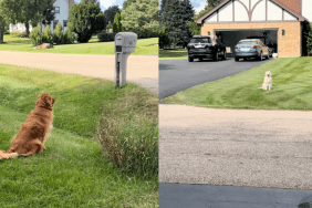 Golden Retriever staring at neighbor's dog.