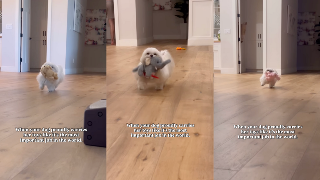 Coco carrying her toys.