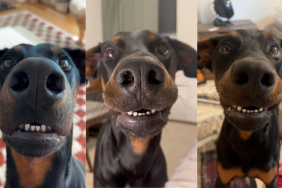 Doberman showing his toothy grin.