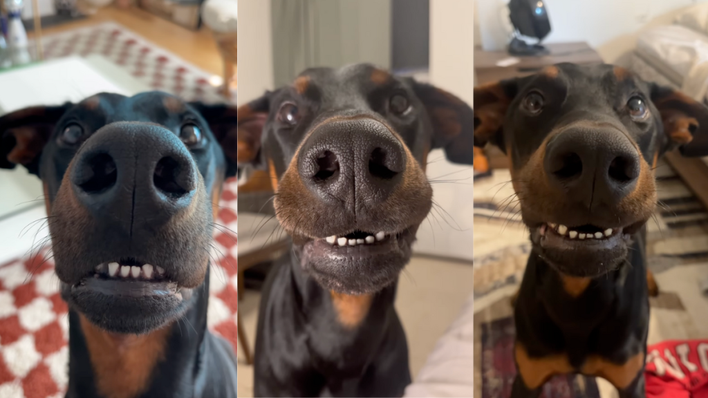 Doberman showing his toothy grin.