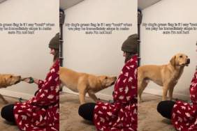 Video Shows Dog Stops Playing the Moment He Realizes His Owner Is Hurt