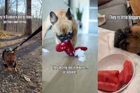 Video: Owner Lists Frenchie’s Red Flags but Has ‘Signed up for the Chaos Willingly'