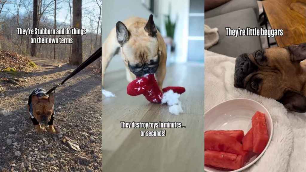 Video: Owner Lists Frenchie’s Red Flags but Has ‘Signed up for the Chaos Willingly'