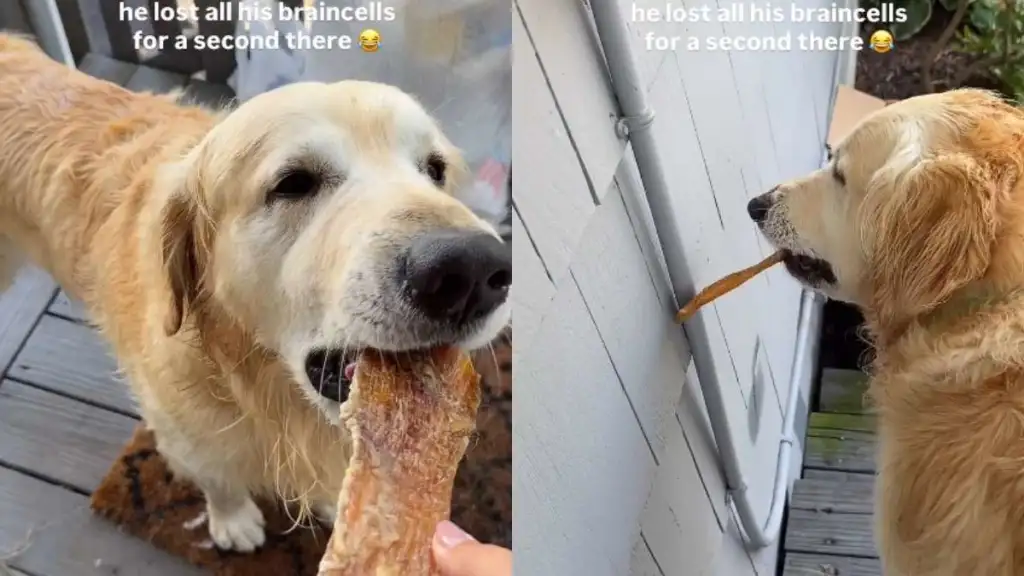 Owner Claims Golden Retriever 'Lost Brain Cells' After Getting Treat in Cute Video