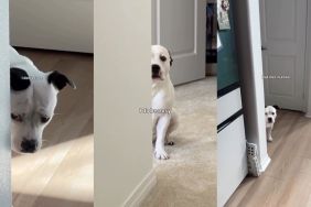 Video: Owner Says Staffy Is Only Nosey When ‘There Are Treats Involved'