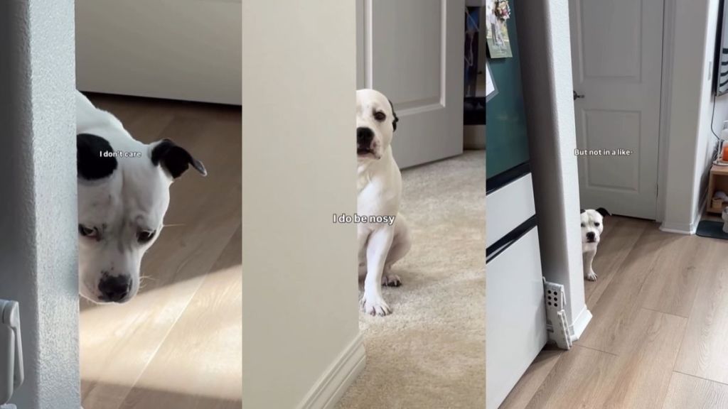 Video: Owner Says Staffy Is Only Nosey When ‘There Are Treats Involved'