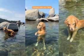 Golden Retriever’s 'Hunting Stance' at Lake Has Fans Calling It ‘Top Tier'