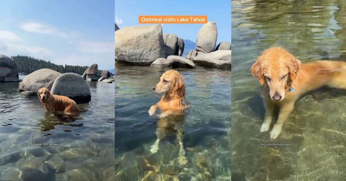 Golden Retriever’s ‘Hunting Stance’ at Lake Has Fans Calling It ‘Top Tier’