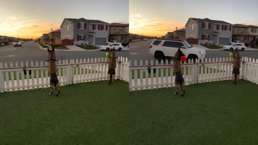 Video: Dogs Are Way Too Serious About Watching Over Their House