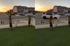 Video: Dogs Are Way Too Serious About Watching Over Their House